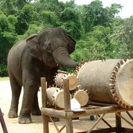 elephant, drum